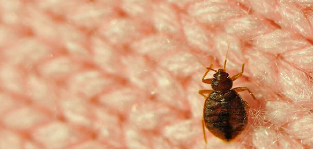 How to Rid Couch of Bed Bugs